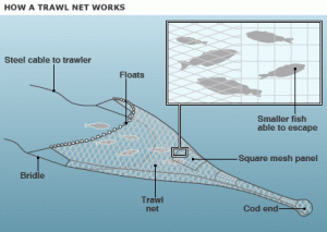 trawl net